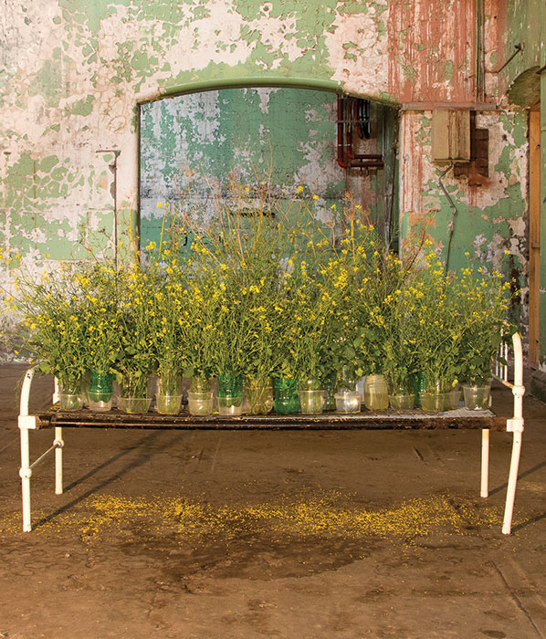 Lauren BERKOWITZ 'Weeds and wildflowers' 2014 | Medicinal and edible wild cabbage, fennel and blackberry nightshade | Courtesy of the artist