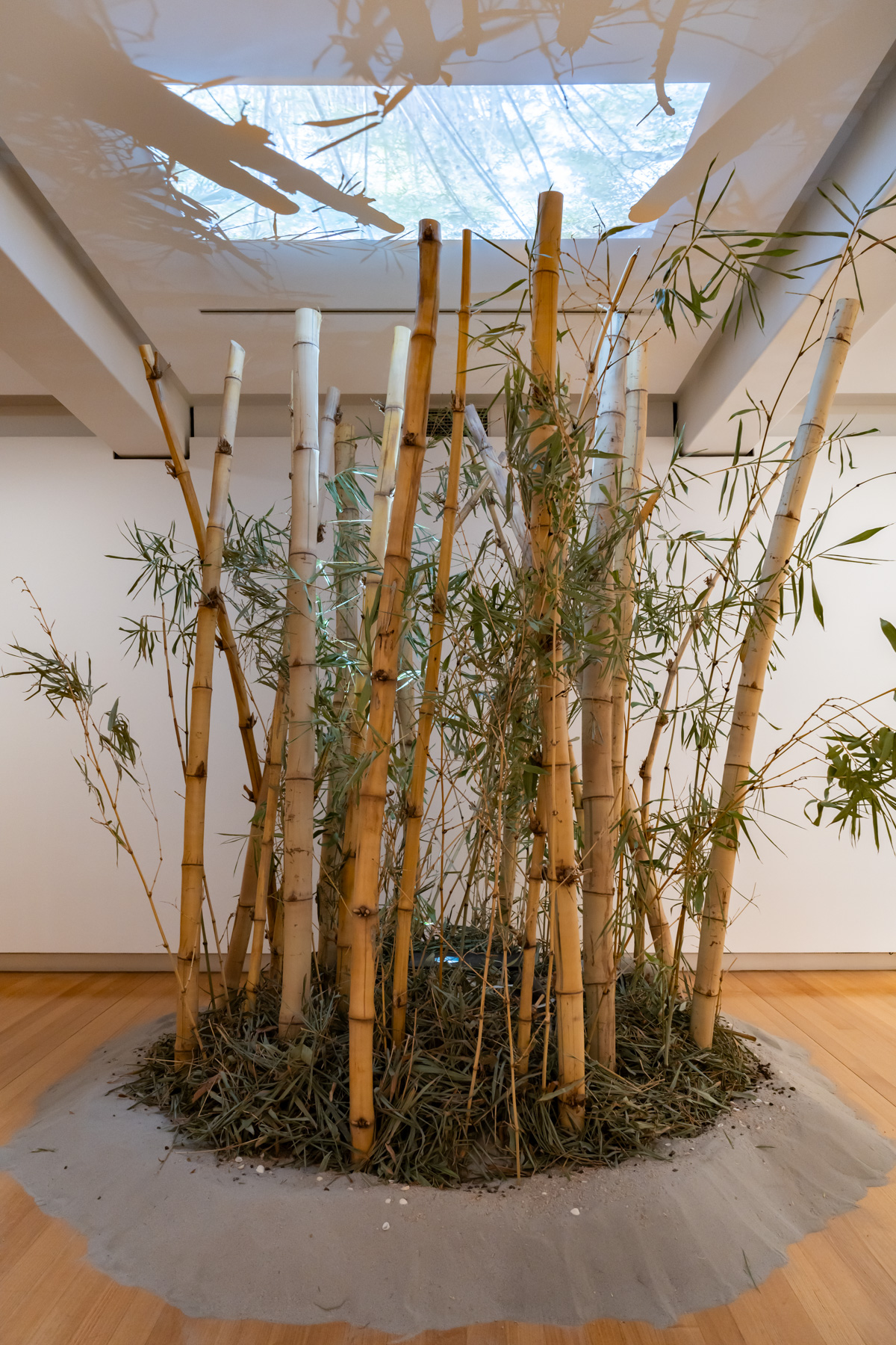 A bamboo grove on a raised mound of sand in a gallery space with a video projection above it on the ceiling